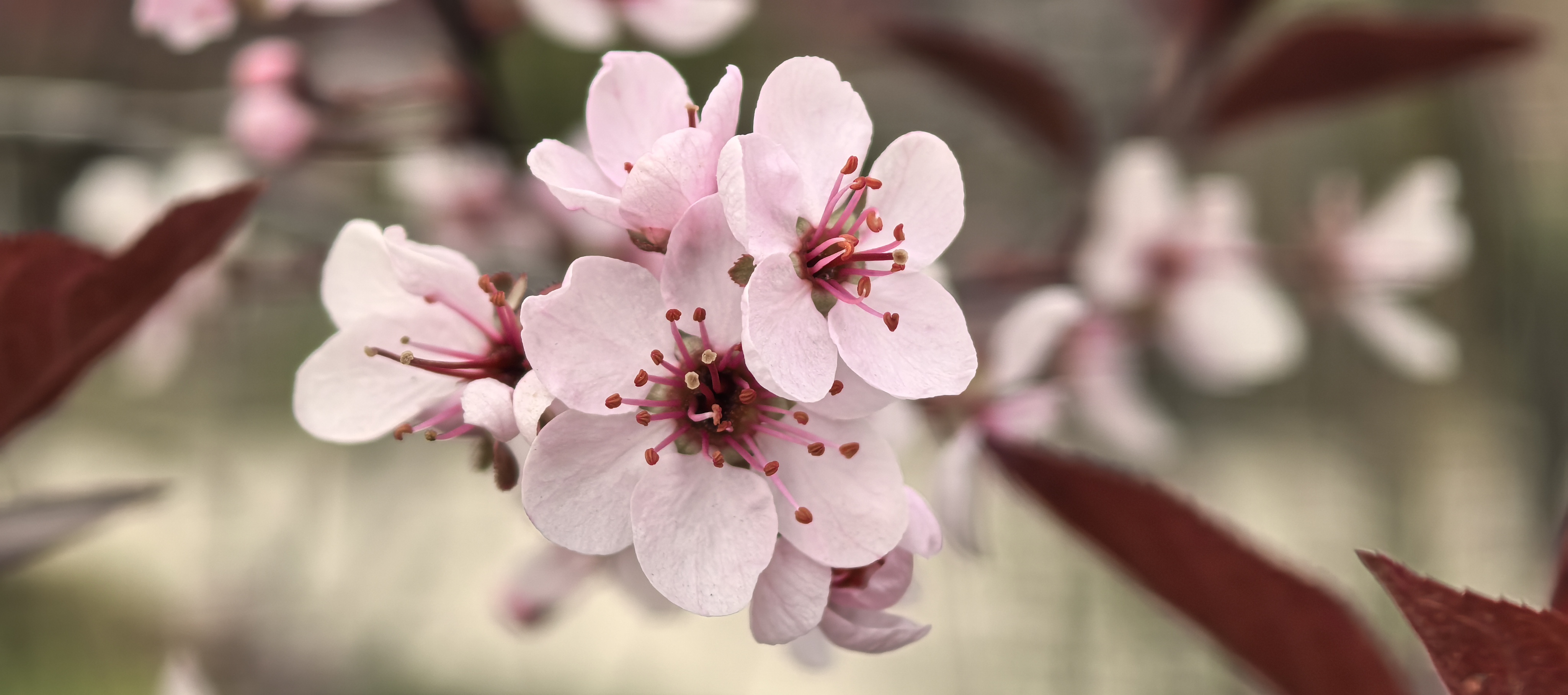 blossom20250401