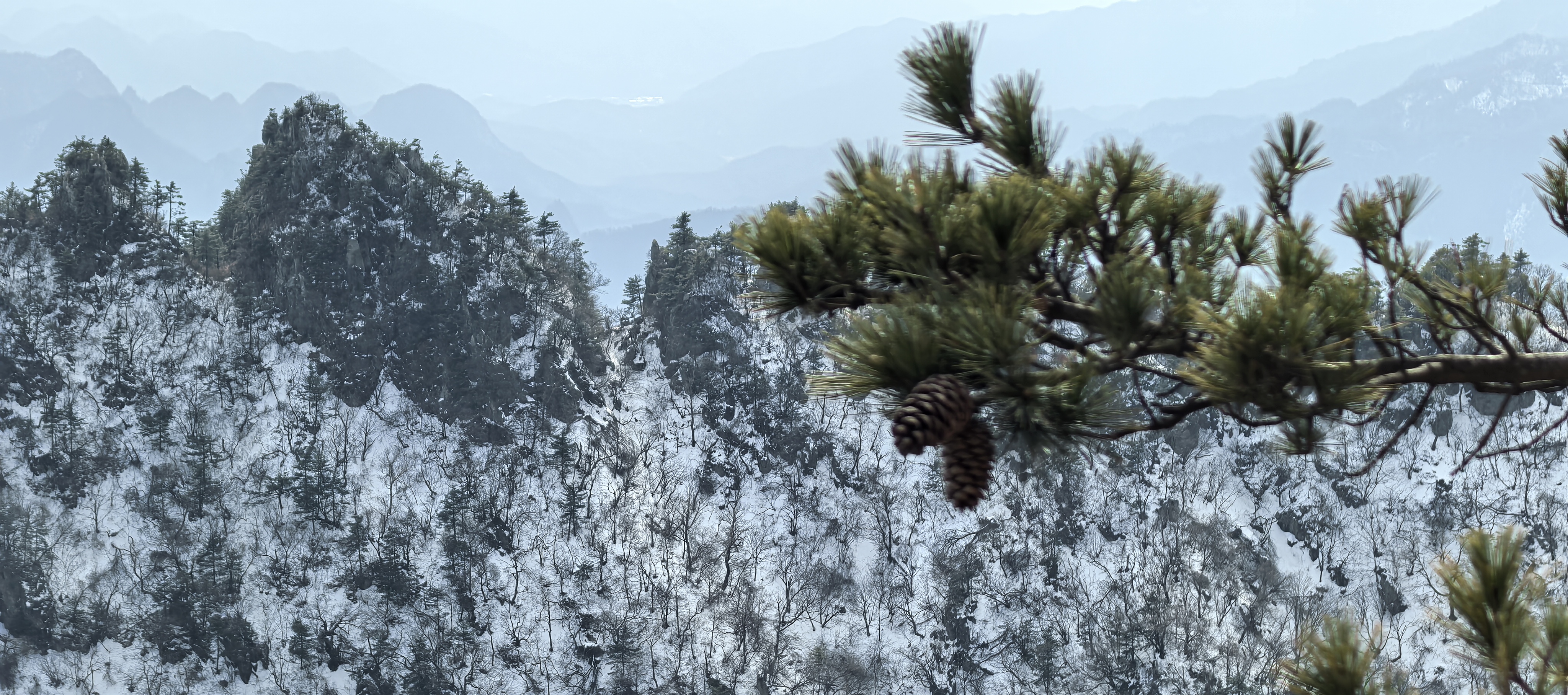 Branch before mountain