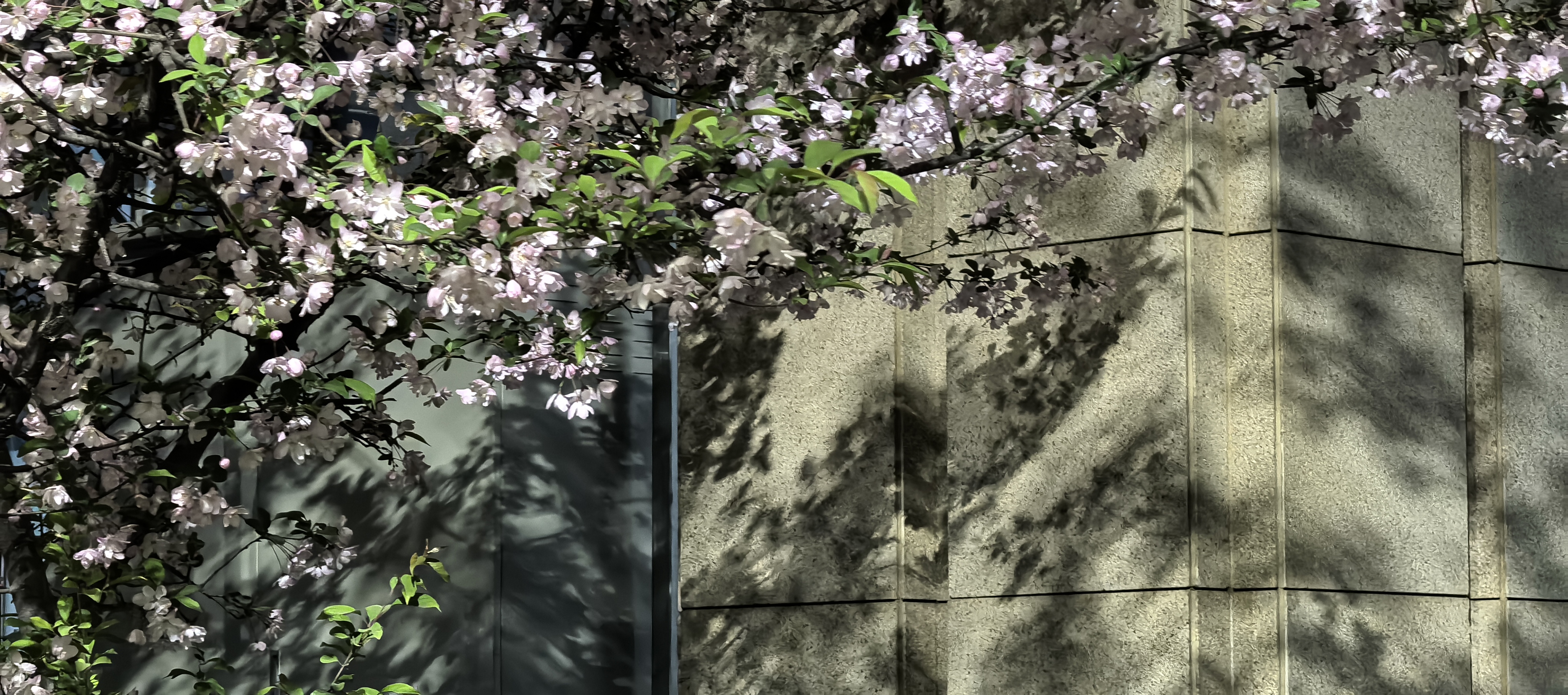 Flower and shadow