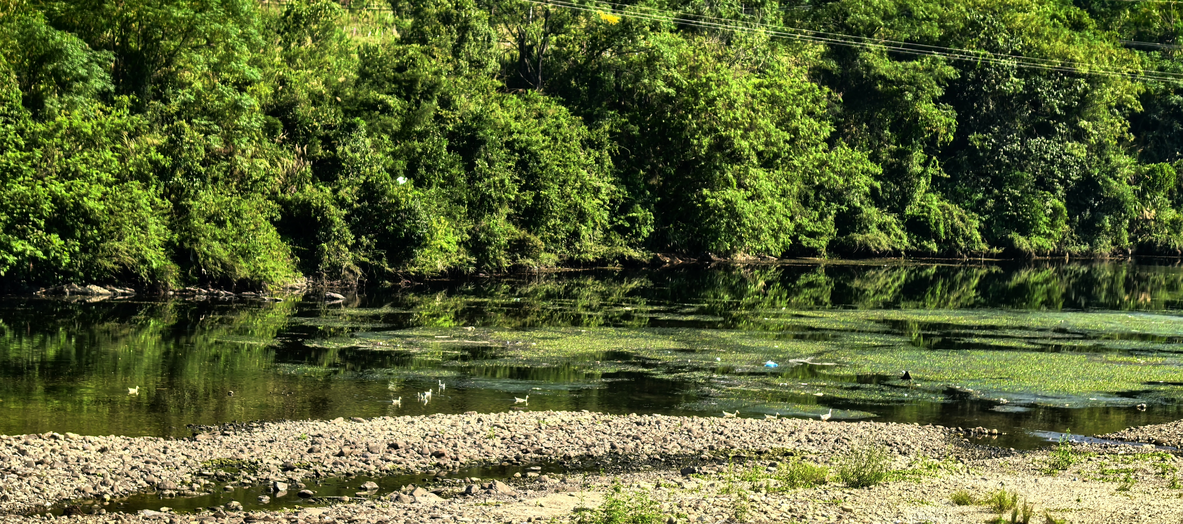 Green water