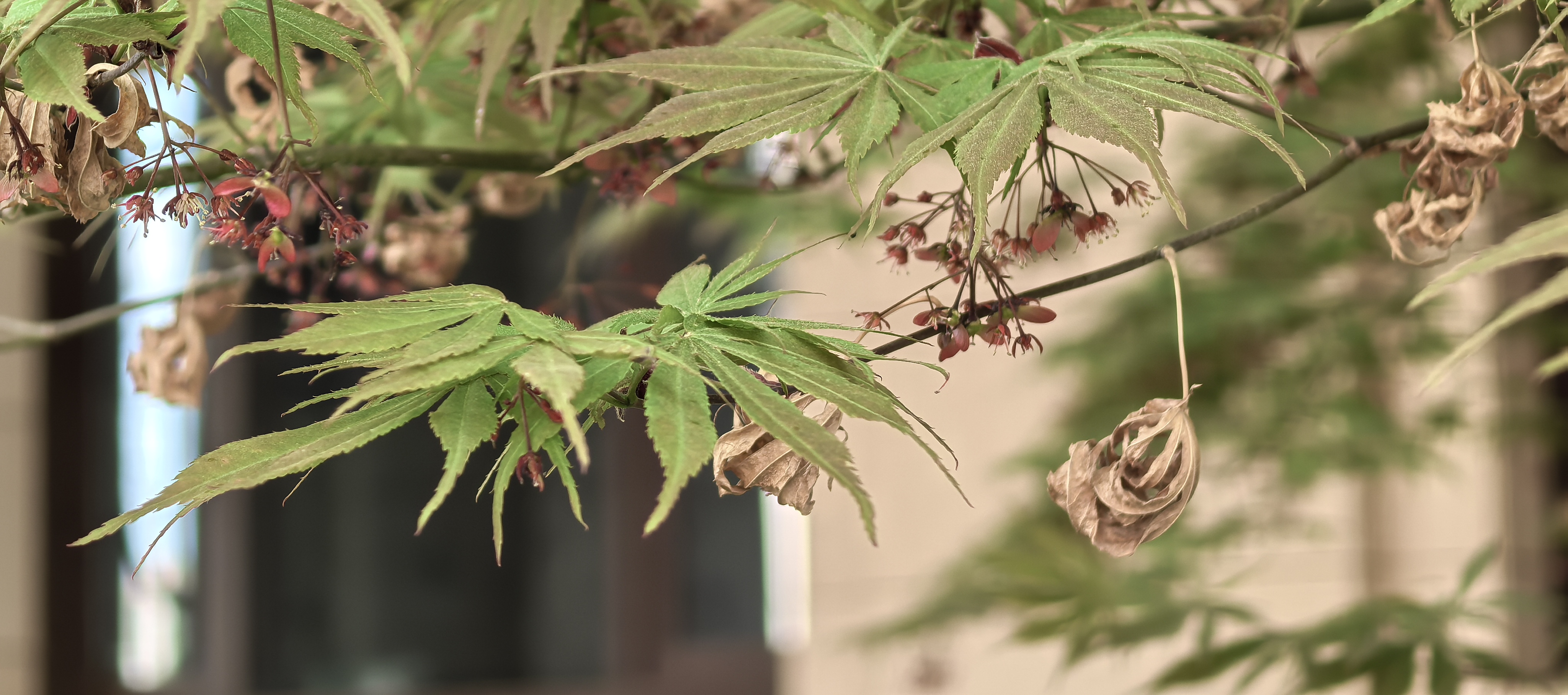 Leaves