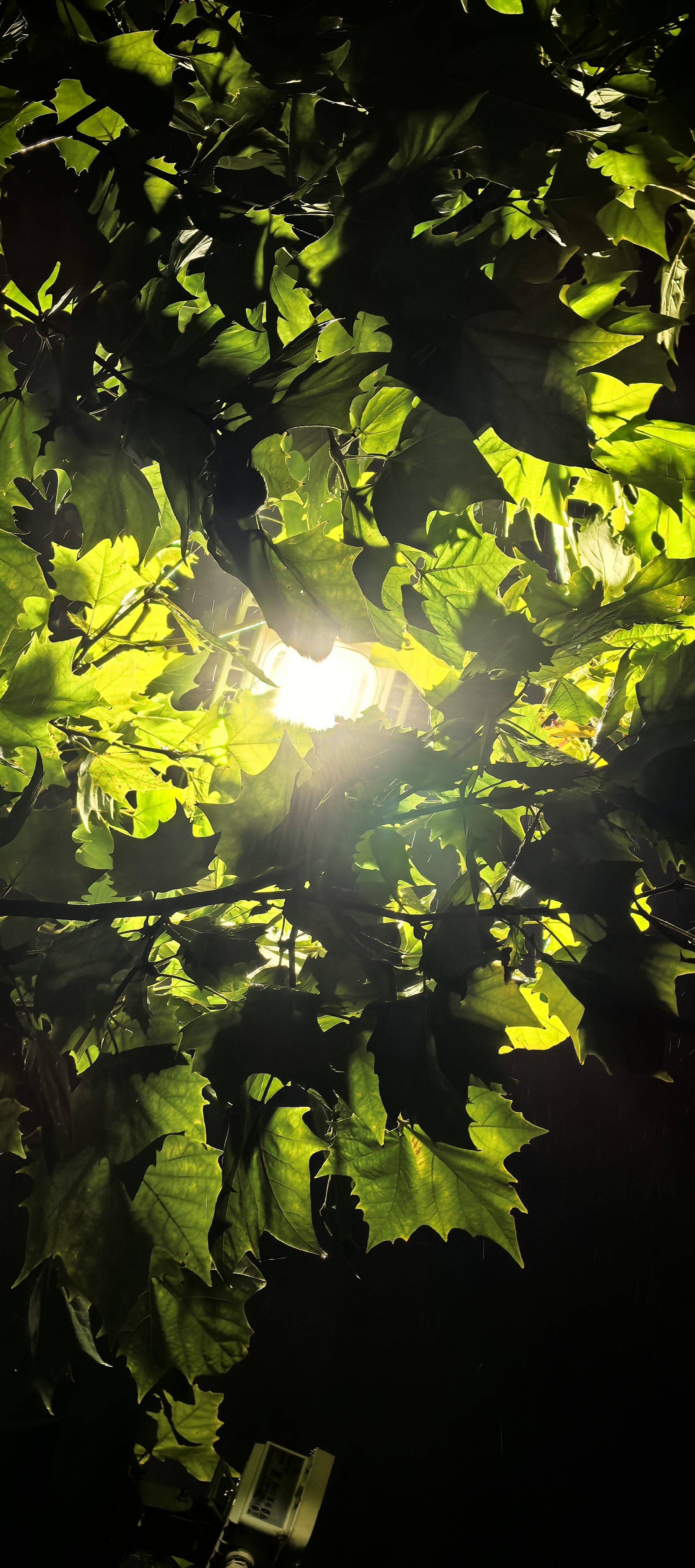 Leaves