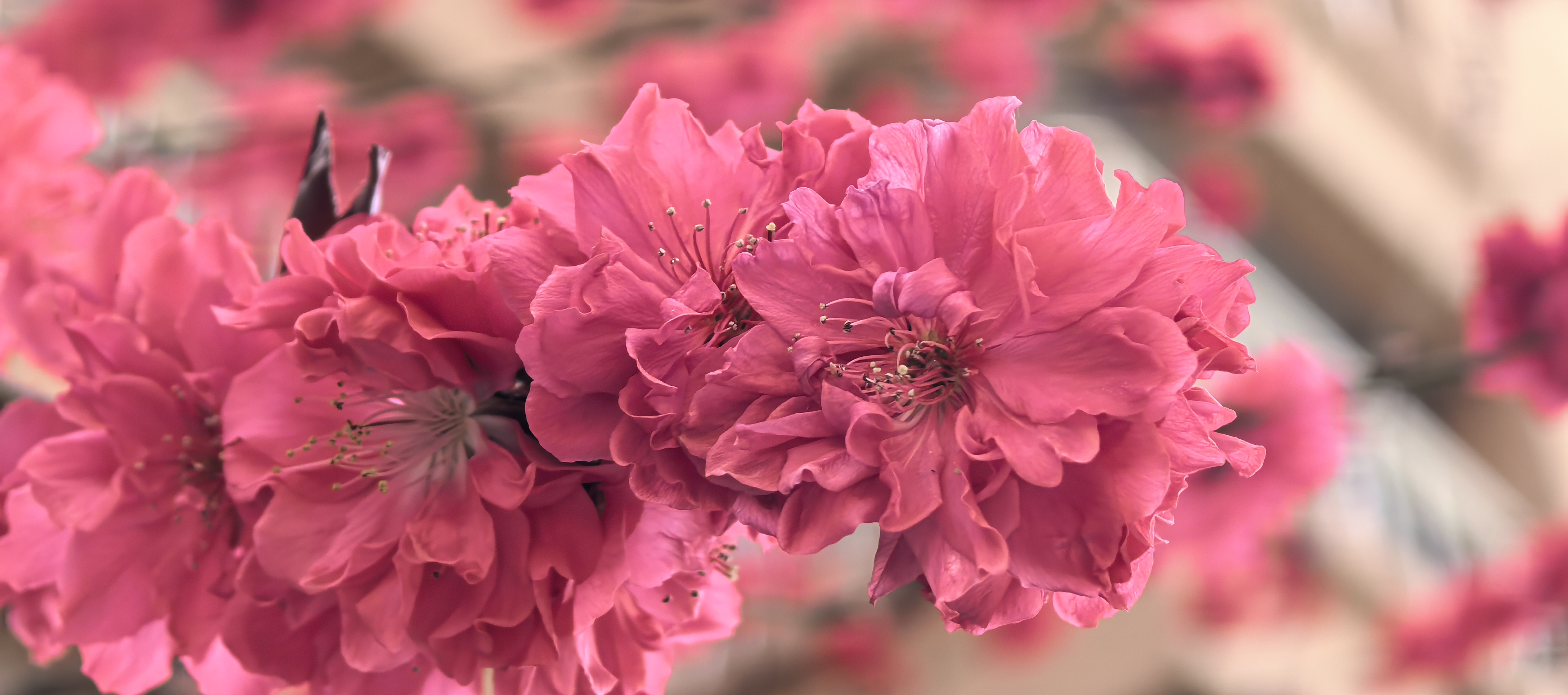 Pure red flowers