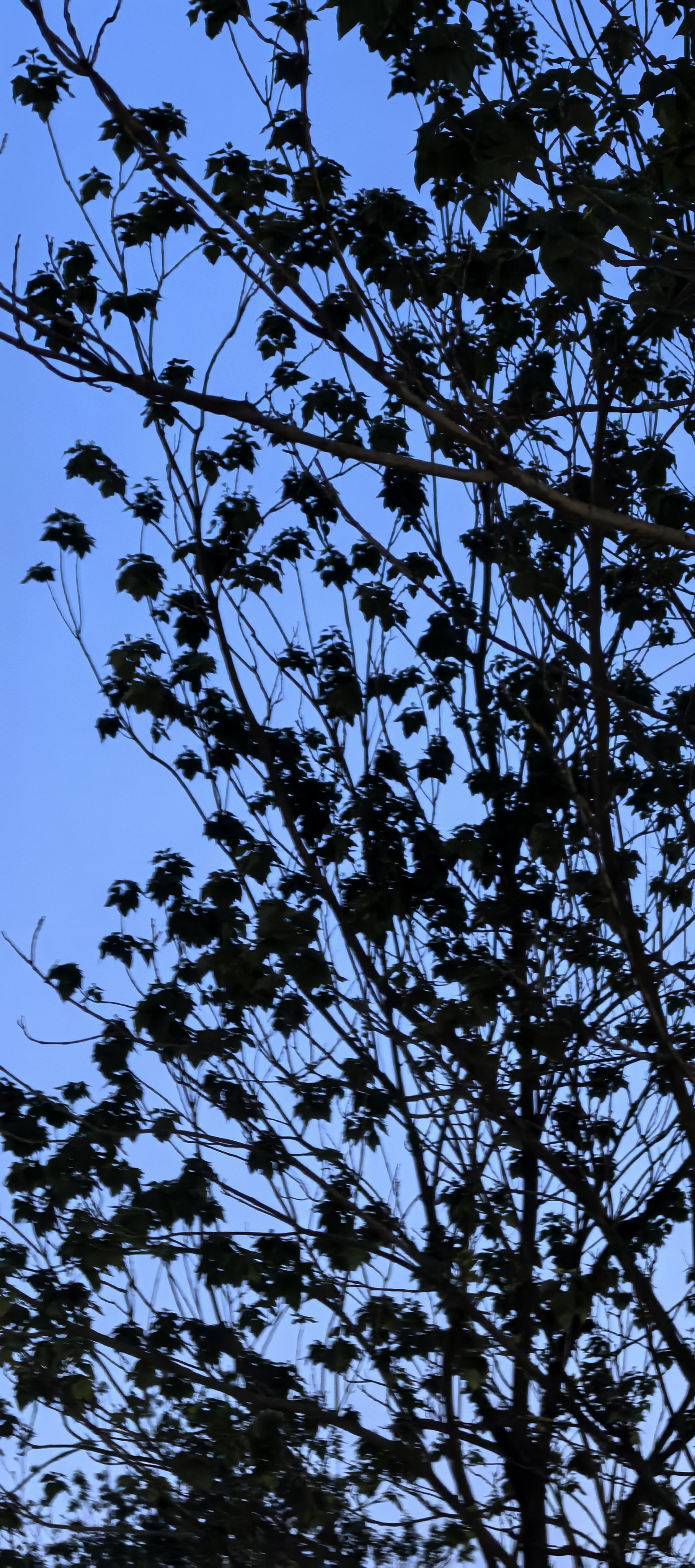 Silhouette
