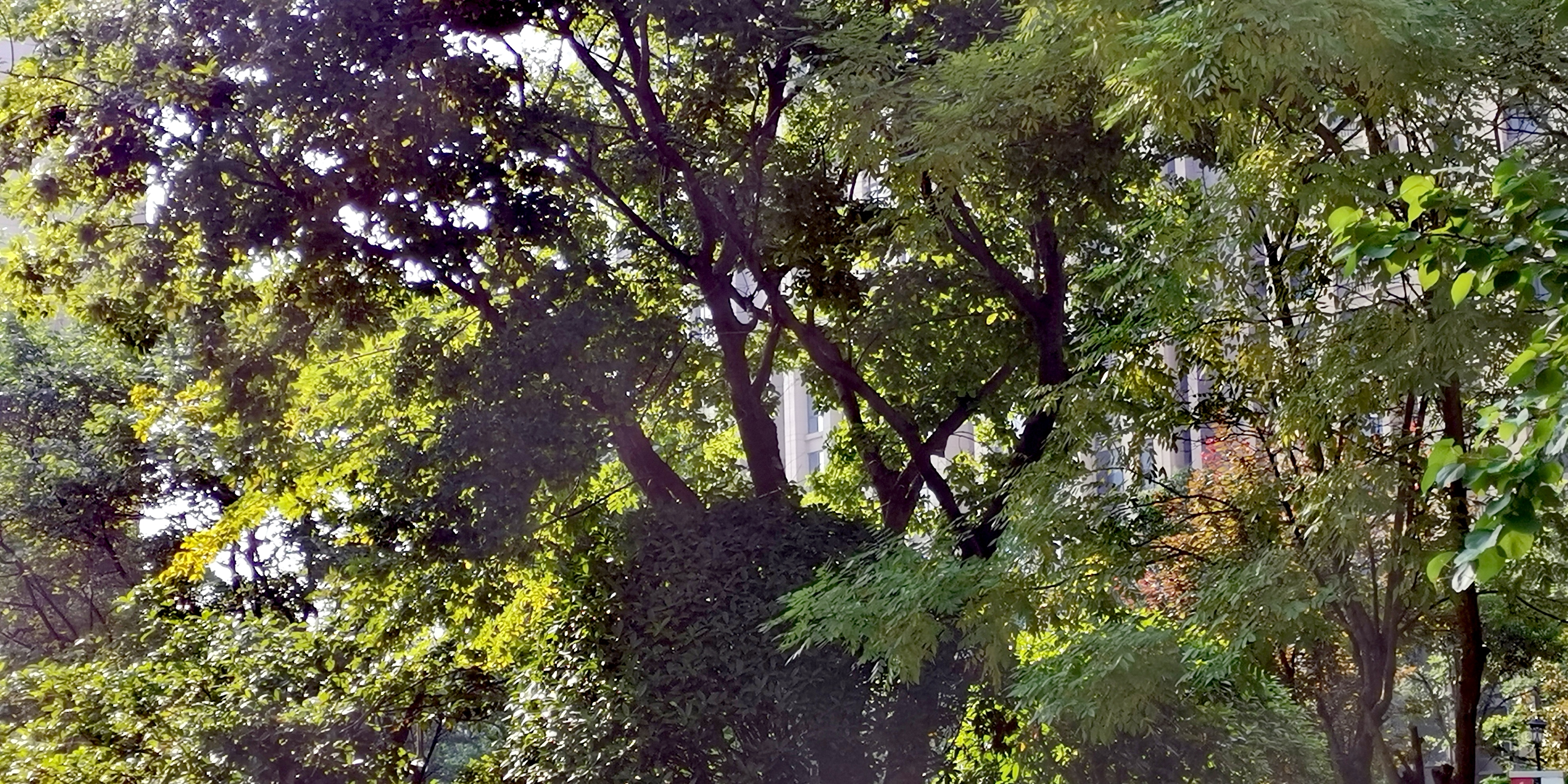Branches