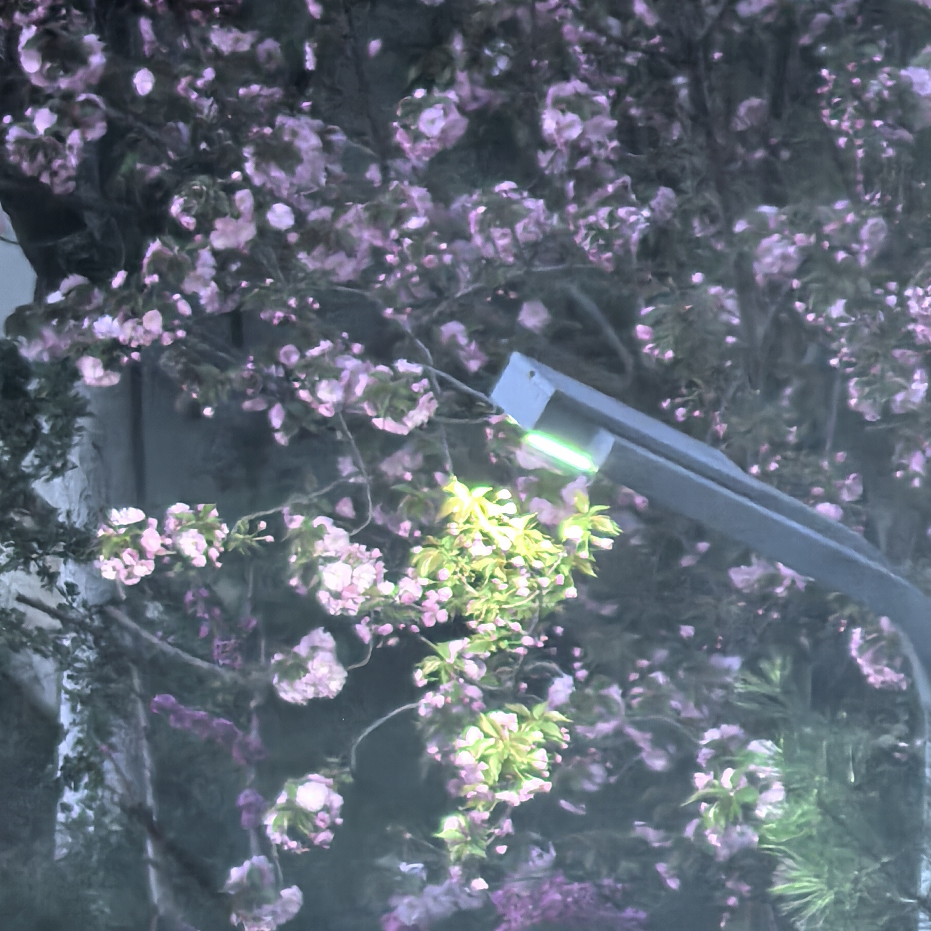 Flower light window