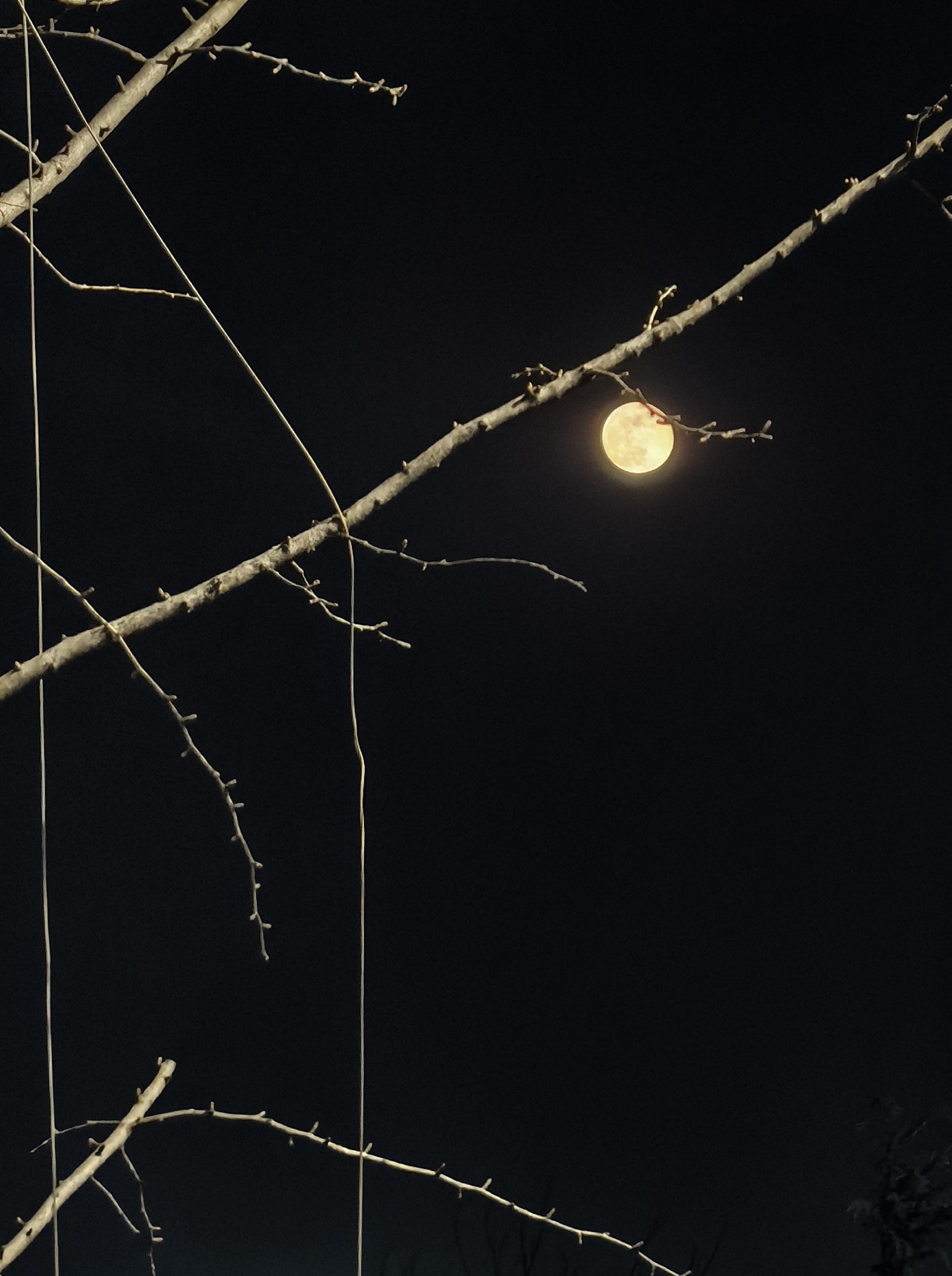 Moon and branches